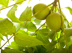 Black Walnut